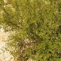 Bursera laxiflora