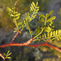 Bursera microphylla leaves