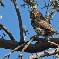 Cactus ferruginous pygmy-owl, Glaucidium brasilianum cactorum