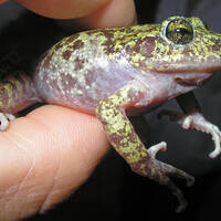Craugastor tarahumaraensis
