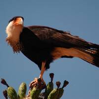 northern crested caracara
