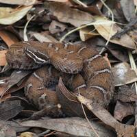 Crotalus willardi willardi