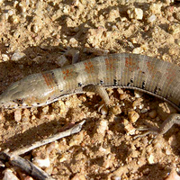 Elgaria kingii, Stockton Pass