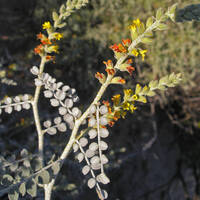 Errazurizia megacarpa leaves and flowers