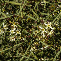Koeberlinia spinosa flowers and fruit