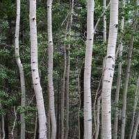 Populus tremuloides (quaking aspen) trunks