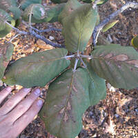 Quercus tarahumara leaves
