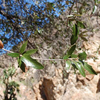 Quercus emoryi