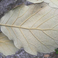 Quercus macvaughii leaf underside