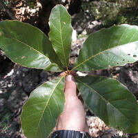 Quercus tuberculata leaves