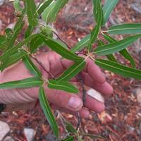 Quercus viminea
