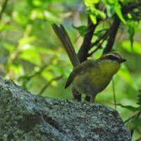 rufous-capped warbler