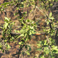 Sideroxylon occidentale, bebelama - foliage