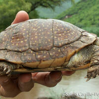 Terrapene nelsoni, spotted box turtle