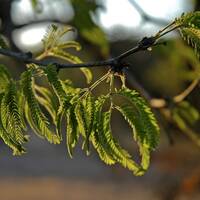 Prosopis velutina, velvet mesquite