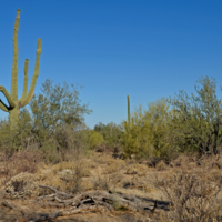 Sonoran Desert - Arizona Uplands Subdivision