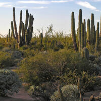 Central Gulf Coast vegetation community, a sub-division of the Sonoran Desert