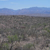 Chihuahuan Desert Scrub vegetation community