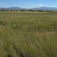 Grassland vegetation community