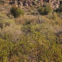 Interior Chaparral vegetation community