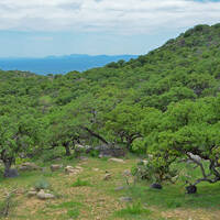 Madrean Oak Woodland, Sierra Mazatán (Huerfana)