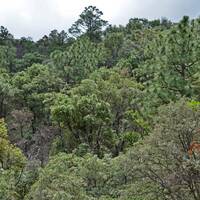 Madrean Pine/Oak Woodland vegetation community, Sierra Juriquipa