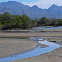 Mangrove Forest vegetation community (Com'caák territory)