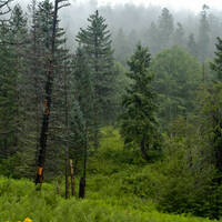 Mixed Conifer vegetation community