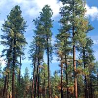 Pine forest vegetation community