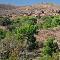 Riparian Gallery Forest vegetation community