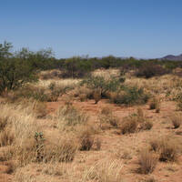 Semi-desert grassland vegetation community