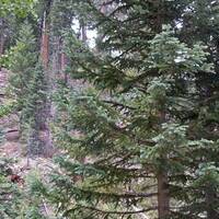 Spruce-fir vegetation community