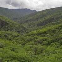 Thorn-scrub vegetation community