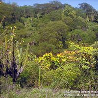 Tropical Deciduous Forest vegetation community (TDF) - ©AZ/Sonora Desert Museum, Mark Dimmitt 1991