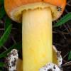 Southwestern Sun Caesar – Amanita "cochiseana" (R.E. Tulloss nom. prov.) Amanita "cochiseana" nom. prov.