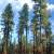 Ponderosa pine forest shortly after the Wallow Fire