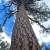 Ponderosa pine without lower limbs