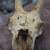 Bighorn sheep skull, Redfield Canyon