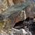 HUGE boulder in canyon bottom
