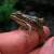 Lowland leopard frog, Rio Aros and Yaqui Biological Inventory, 2005