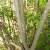 Salix scouleriana, Scouler willow trunk