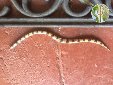 Arizona Banded Sandsnake