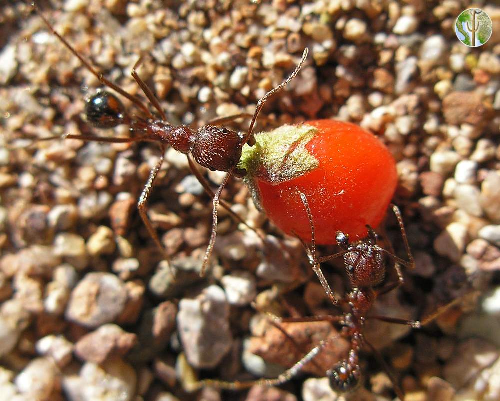 Ants dragging wolfberry fruit