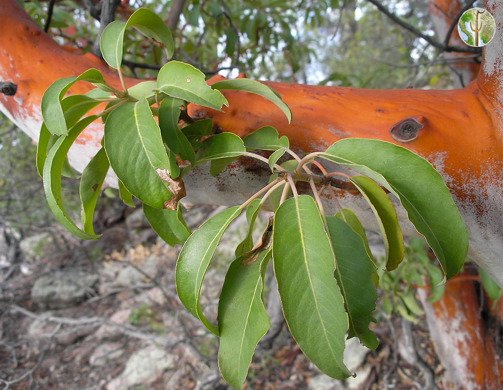 Arbutus xalapensis leaves and bark