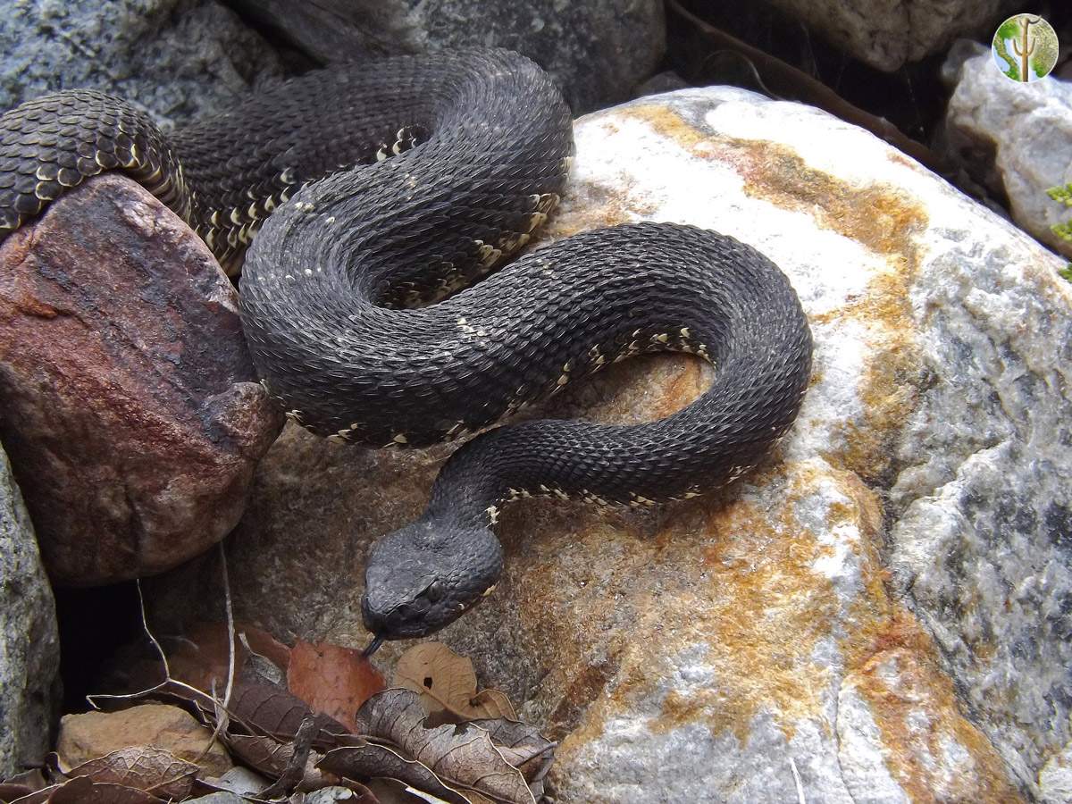 Crotalus cerberus, Arizona black rattlesnake