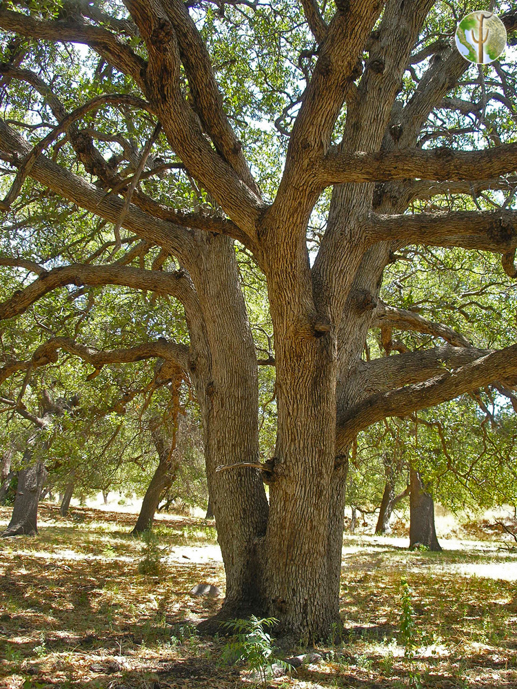 Large Quercus arizona (Arizona white oak) trunk and branches