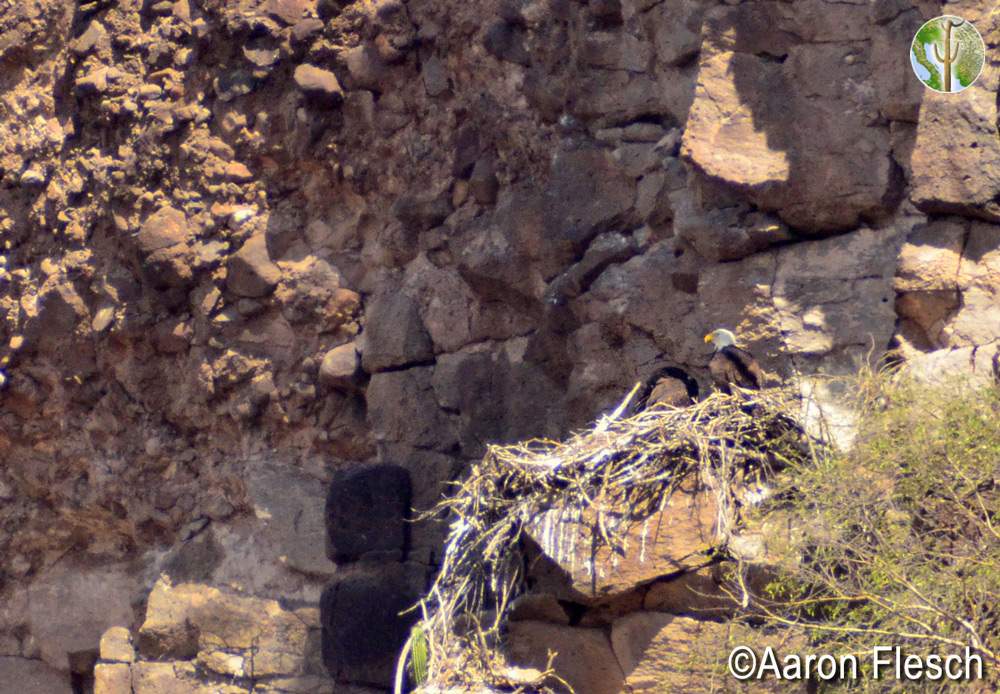 Bald eagles on nest in Sonora by the Rio Yaqui