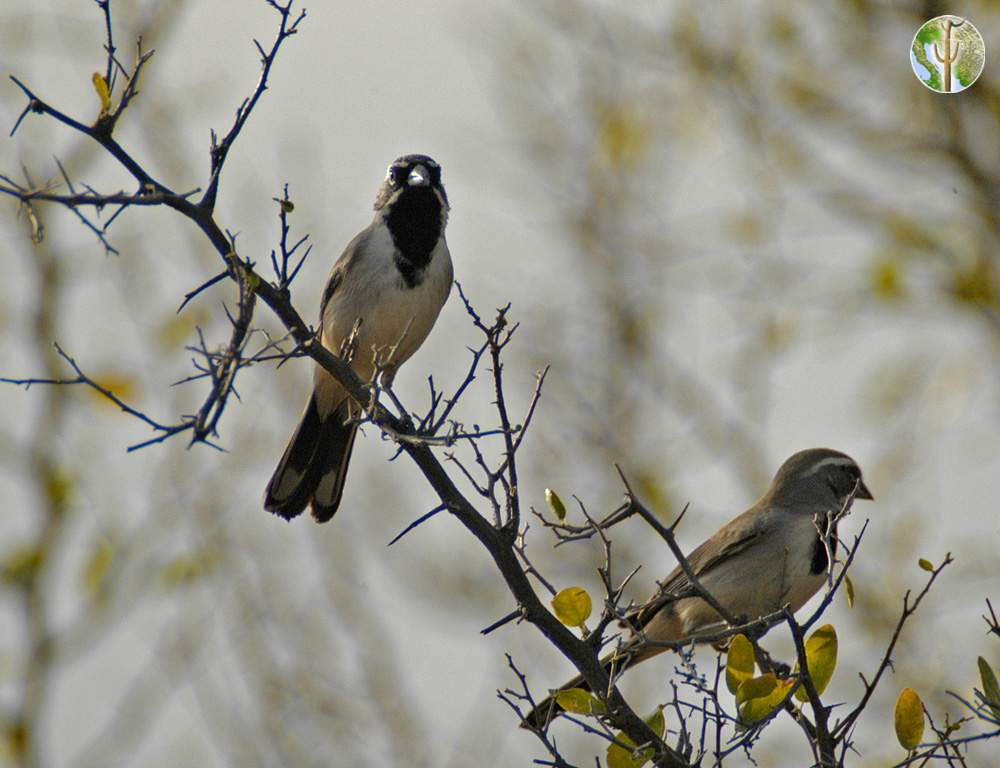 Pair of black-throated sparrows on Celtis pallida
