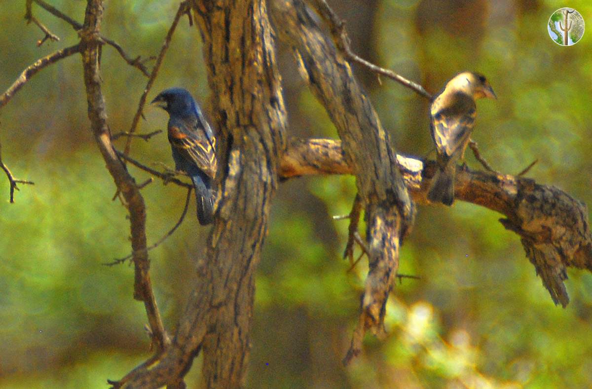 Blue grosbeak male and female