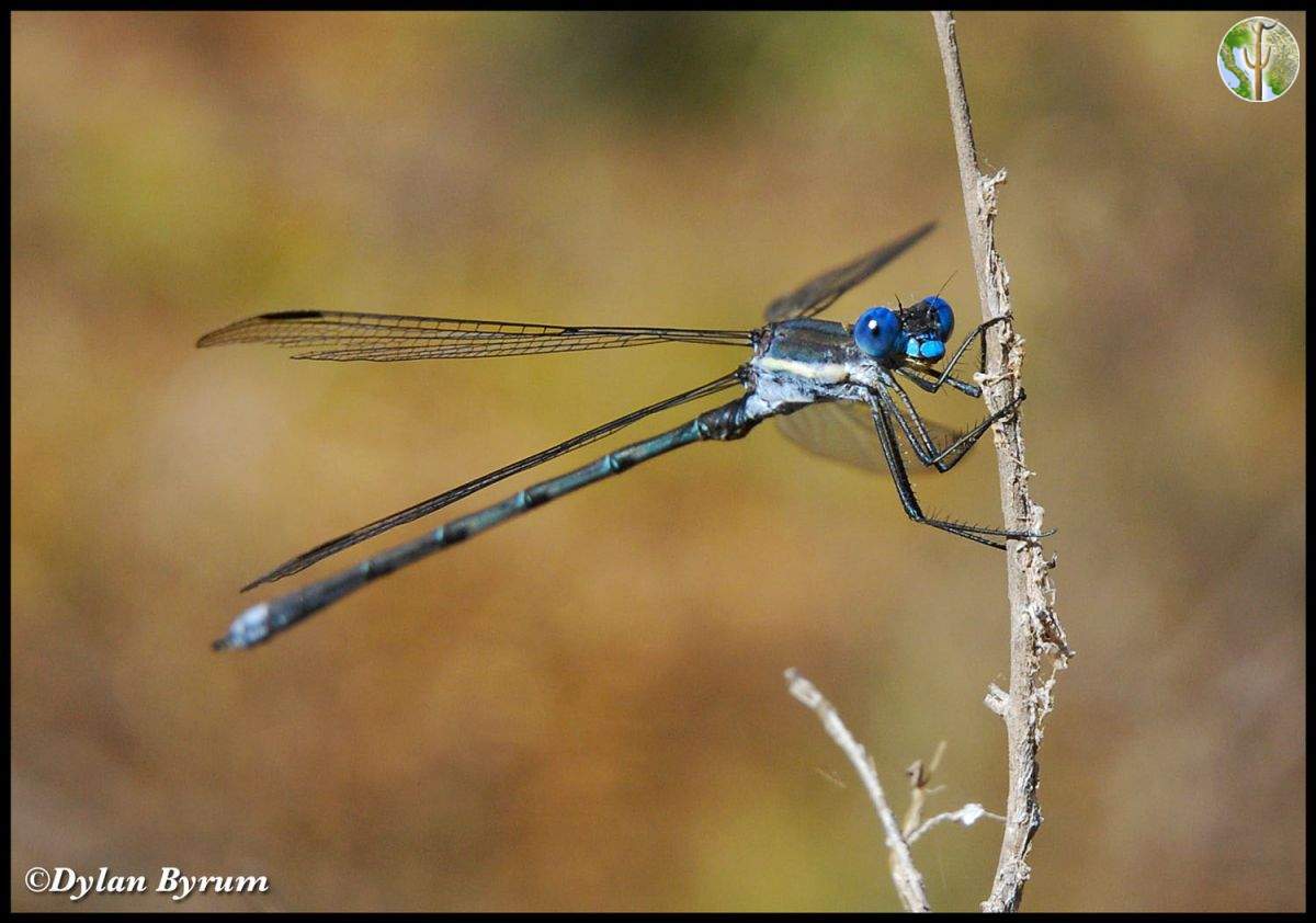 Bright blue damselfly in the Catalina Mountains